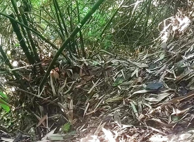 Jungle Me Kam Jada Save